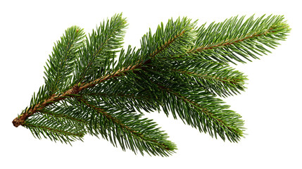 A set of green spruce branches freshly sliced with sharp definition and needle texture, isolated on a transparent background