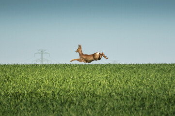 Young deer jumping in the field