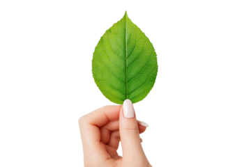 A set of hands gently holding fresh vibrant green leaves symbolizing nature%E2%80%99s purity, isolated on a transparent background