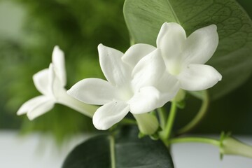 Beautiful jasmine plant with flowers on blurred background, closeup