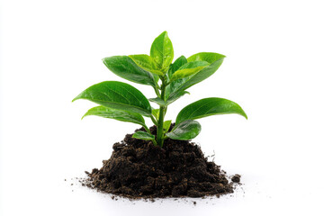 Small green plant growing from dark soil against a white background representing new life and growth