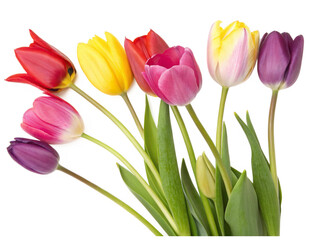 bouquet of tulips isolated on transparency or jpeg background © tropop