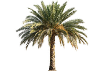 a palm tree with many leaves