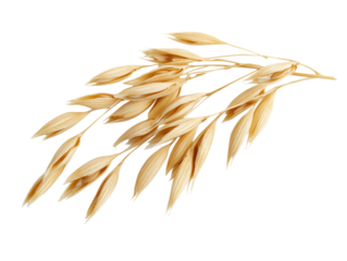 Isolated single oat stalk