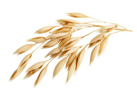 Isolated single oat stalk