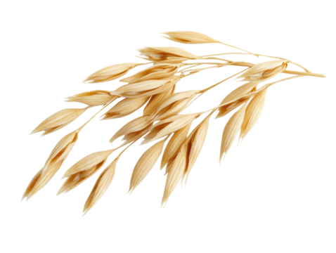 Isolated single oat stalk