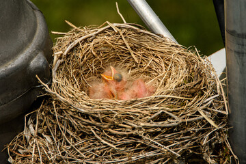 Three 2 day old American Robin chicks in nest waiting for mom to return with food and protection. 