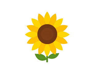 A vibrant sunflower with a dark brown center and green leaves