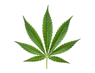 Cannabis Leaf Isolated PNG or JPEG Background