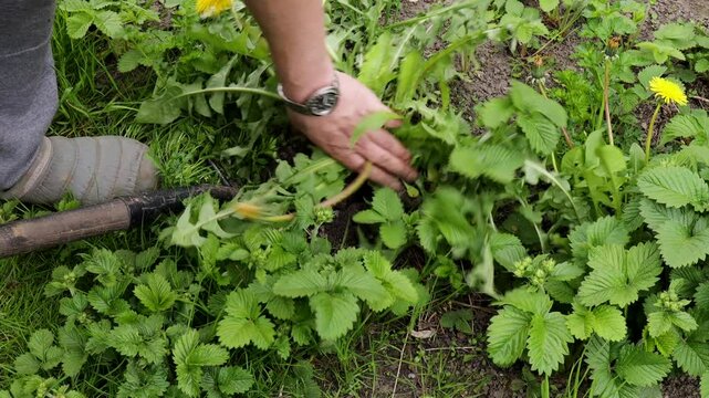 person digging out dandelions with garden fork in grassy area wearing outdoor shoes and grey pants, surrounded by nettle and green weeds, concept of lawn maintenance, weed removal, sustainable gardeni