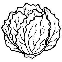 Minimalist Iceberg Lettuce Vector Illustration