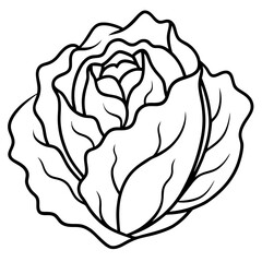 Minimalist Iceberg Lettuce Vector Illustration