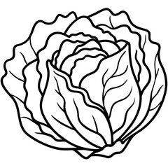 Minimalist Iceberg Lettuce Vector Illustration