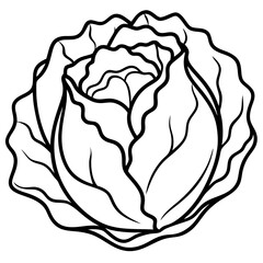 Minimalist Iceberg Lettuce Vector Illustration