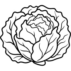 Minimalist Iceberg Lettuce Vector Illustration