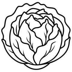 Minimalist Iceberg Lettuce Vector Illustration
