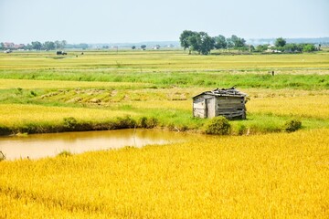 Rice paddies in Central Vietnam