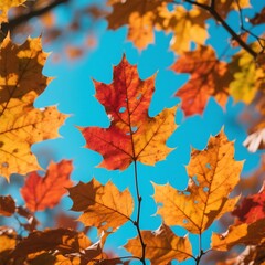 Fototapeta premium Vibrant Autumn Maple Leaves Against a Vivid Blue Sky A Stunning Display of Fall Colors