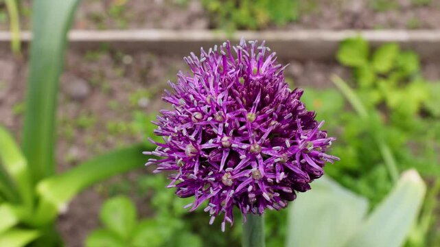 blooming rocambole garlic with vibrant purple spherical flower head on tall green stem in backyard garden, surrounded by lush vegetation and soft soil