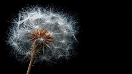 Fototapeta premium Close-up shot of a dandelion seed head against a black background, showcasing intricate details and delicate texture.