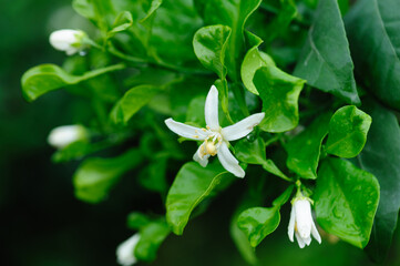 Papagan Mandarin Orange flowering in spring
