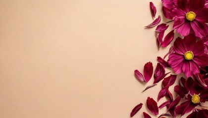 Fototapeta premium Burgundy-toned dried cosmos petals on a creamy pale blush surface