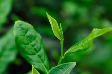 Green tea shoots grow in spring , China