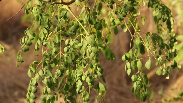 fresh moringa leaves, moringa oleifera Close-up of fresh moringa leaves on the tree, Moringa leaf is rich in nutrients and antioxidants. Drumstick Tree Fruit, Also Known as Horseradish Tree