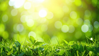 Obraz premium Vibrant green grass glistens under the warm sunlight, creating a serene and inviting atmosphere, with soft shadows dancing across the blades.