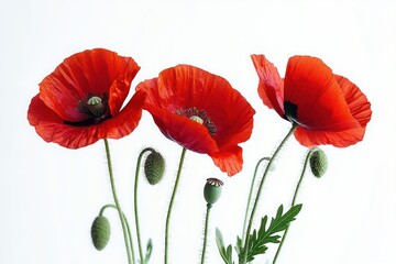 Obraz premium Bright red poppy flowers with delicate petals and green fuzzy buds against a bright white background evoking freshness and natural beauty