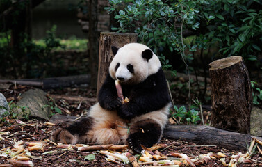 Giant panda eat bamboo shoots at chengdu, china © lzf
