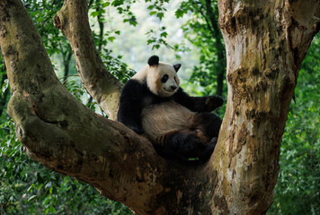 One giant panda in park