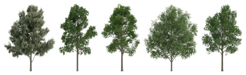 Fototapeta premium PNG Lush diverse green tree collection transparent background.