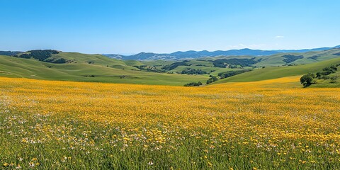 Fototapeta premium Golden wheat field bathed in sunlight, rolling hills stretching into the distance, bright blue sky and wildflowers adding color to the peaceful countryside
