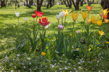 Picturesque spring park on a sunny day