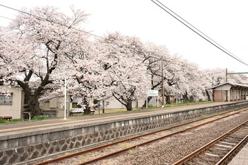 Fototapeta premium 分水駅の桜（新潟県）