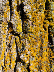 Dry tree bark texture as background