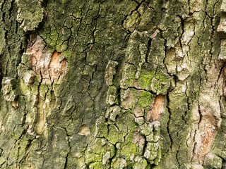 Dry tree bark texture as background