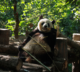 Obraz premium Giant panda eat bamboo leaves at chengdu, china