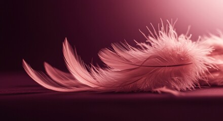 Obraz premium Delicate Pink Feathers Resting on a Dark Burgundy Background Softness Texture Light Elegance