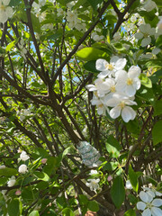 pommier