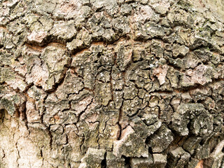 Dry tree bark texture as background