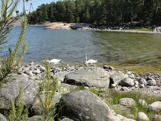 Baby swans photograph taken in Hanko, Finland