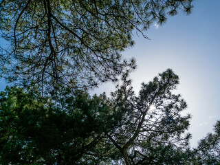 Bottom view of a trees in a forest