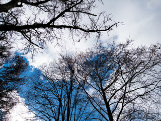 Bottom view of a trees in a forest