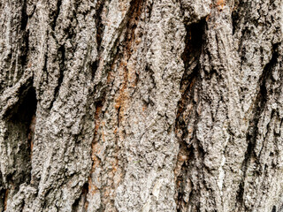 Dry tree bark texture as background