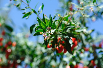 Goji berry fruits and plants in sunshine garden