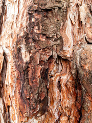 Dry tree bark texture as background