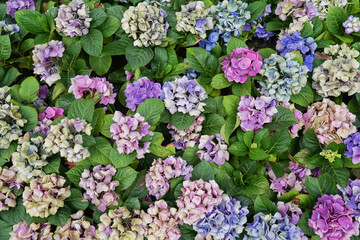 Fototapeta premium Hydrangea flowers withered on the bush. Drought, lack of water. Global climate warming. Environmental problems. Climate change affects all living things.