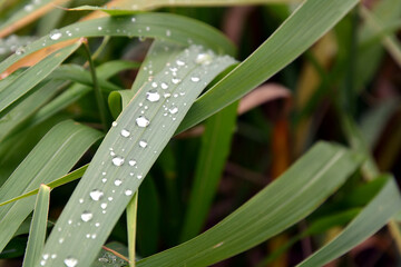 Raindrops on the grass. Water drops on the green grass. Closeup, macro photography
